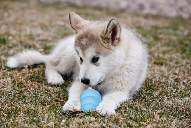 L'indispensable kong