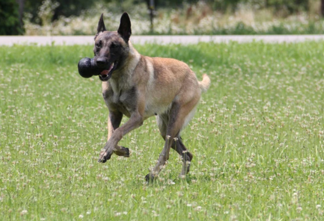 L'indispensable kong