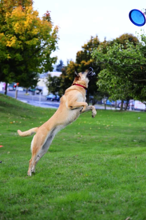 Le frisbee qui vole haut et loin pour des jeux intenses !