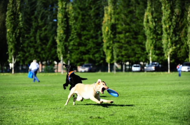 Le frisbee qui vole haut et loin pour des jeux intenses !