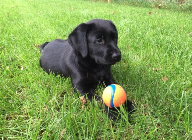 Rebondit plus haut, vole plus loin : La Chuckit Ultra Ball est imbattable !