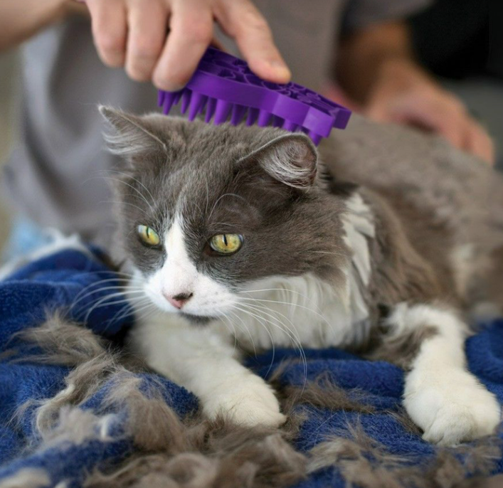 Le toilettage n'a jamais été aussi facile