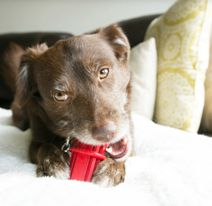 Mâcher, jouer et nettoyer les dents de votre chien en même temps !