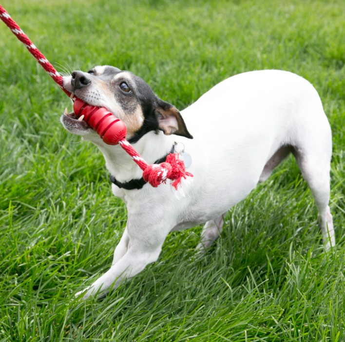 Le jouet qui prend soin des dents de votre chien tout en le divertissant !