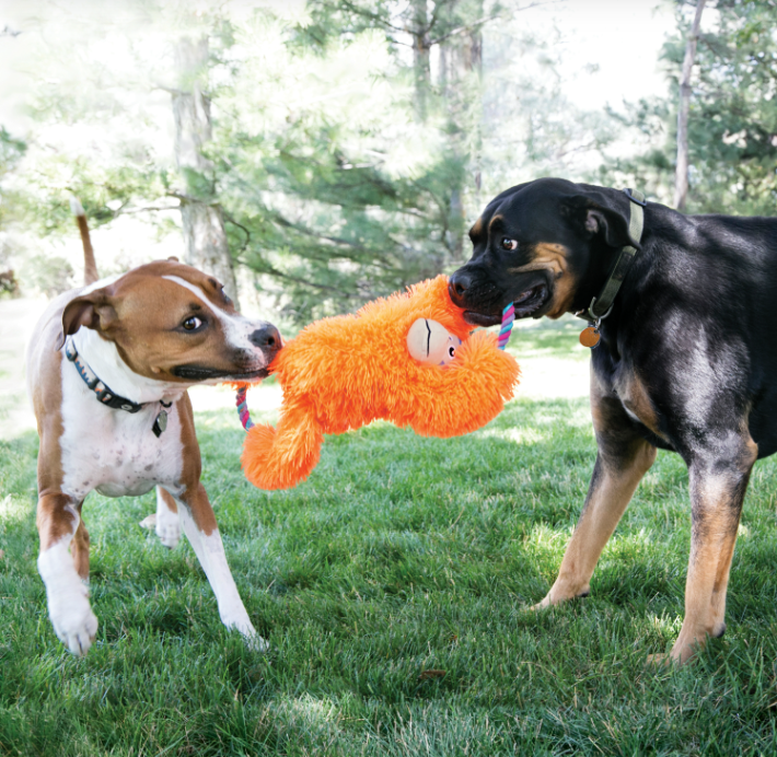 Un kong XL : Laissez votre chien s'exprimer en jouant !