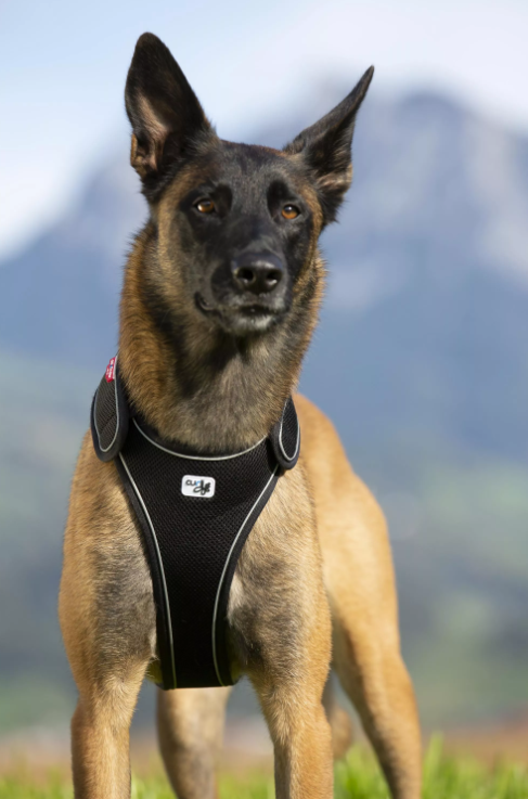 Harnais classique, sécurisé et confortable