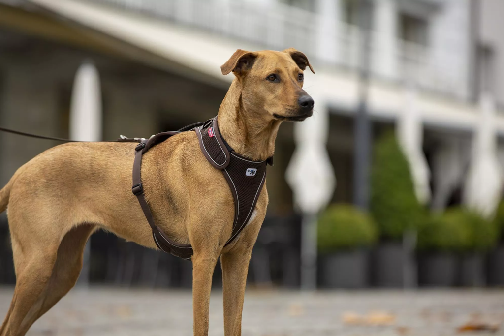 Harnais classique, sécurisé et confortable