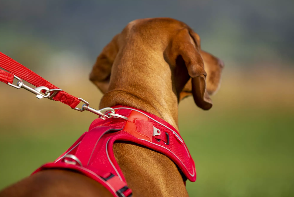 Harnais classique, sécurisé et confortable