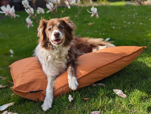 Son parfait coussin orthopédique Tivoli - Une multitude de couleurs !!!